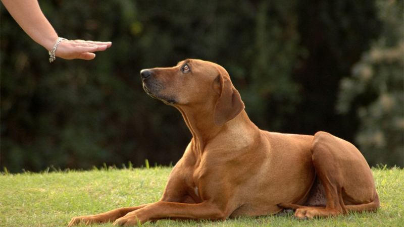 Dạy chó nằm ngồi Dạy chó nằm ngồi