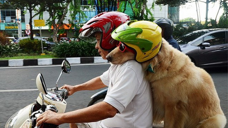 Huấn luyện chó ngồi xe máy
