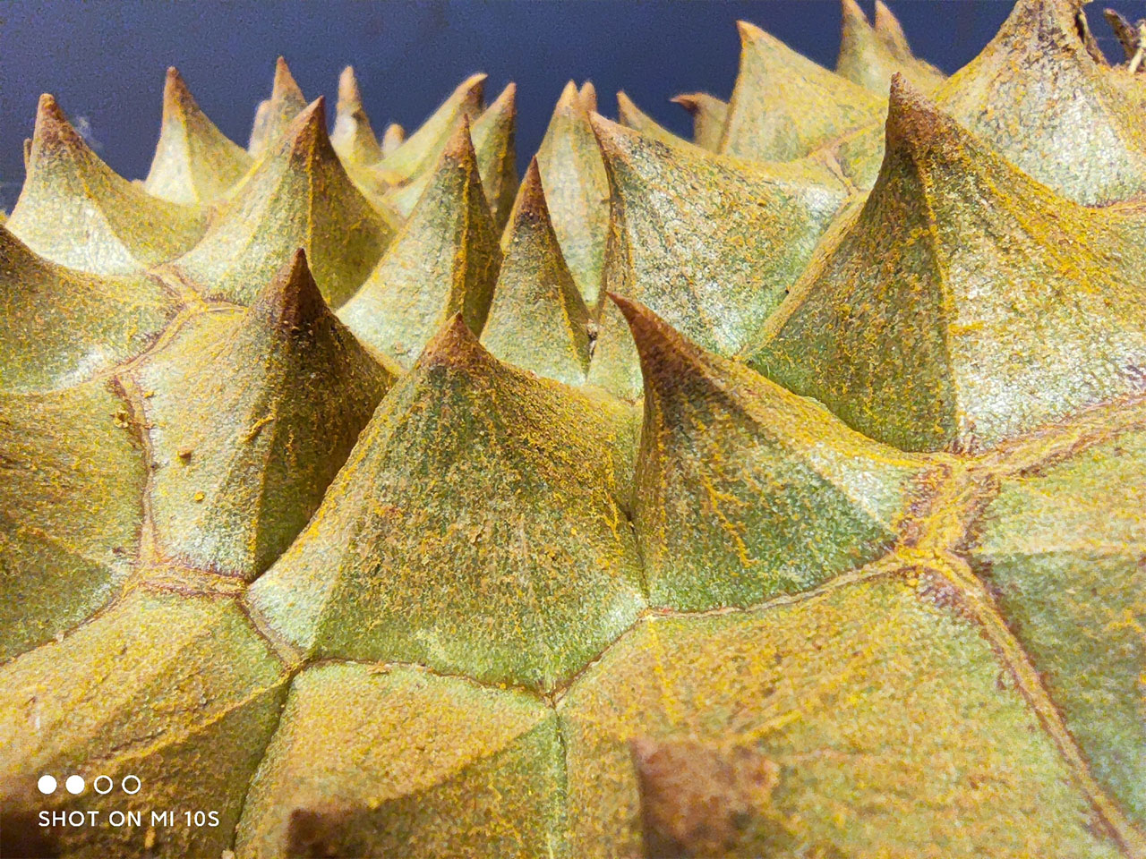 Ảnh chụp bằng chế độ macro trên Xiaomi Mi 10s Ảnh chụp bằng chế độ macro trên Xiaomi Mi 10s