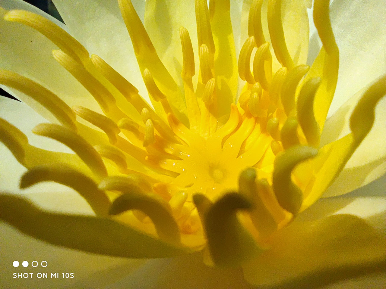 Ảnh chụp bằng chế độ macro trên Xiaomi Mi 10s Ảnh chụp bằng chế độ macro trên Xiaomi Mi 10s
