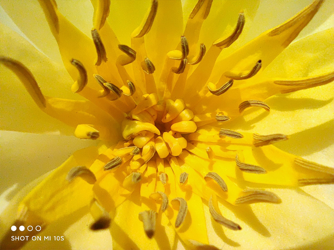 Ảnh chụp bằng chế độ macro trên Xiaomi Mi 10s Ảnh chụp bằng chế độ macro trên Xiaomi Mi 10s