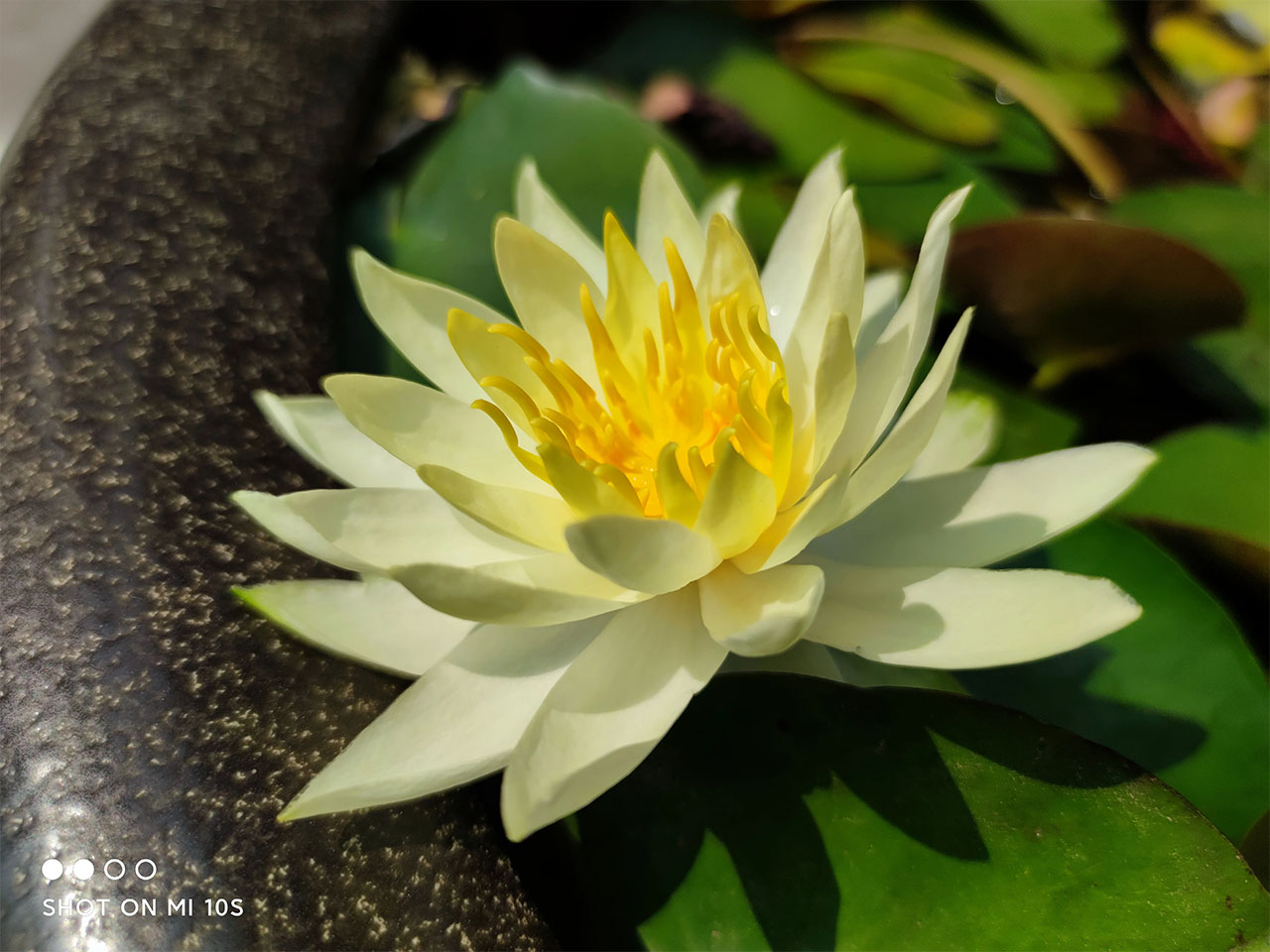 Ảnh chụp bằng Mi 10s ở điều kiện đủ sáng Ảnh chụp bằng Mi 10s ở điều kiện đủ sáng