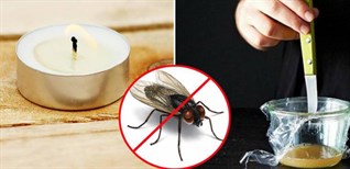 10 cách mẹo đuổi ruồi tự nhiên và hiệu quả cho ngôi nhà của bạn