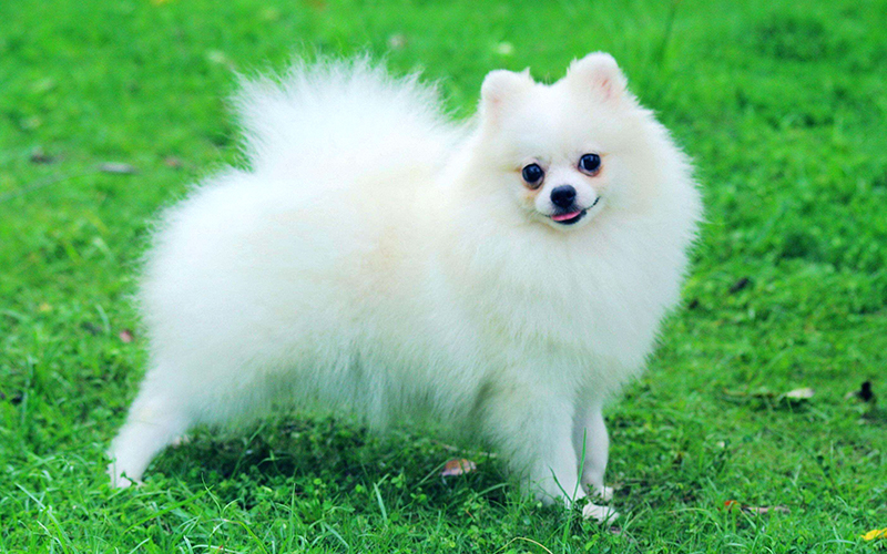 Chó Pomeranian 