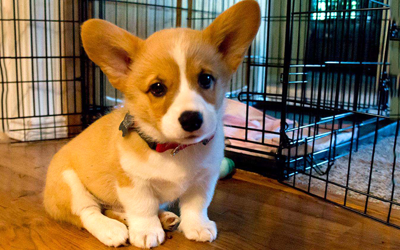 Chó Corgi