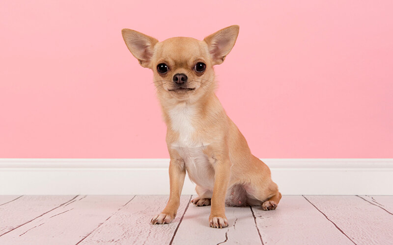Tổng hợp 50 hình ảnh chó Chihuahua thuần chủng Siêu ngộ nghĩnh