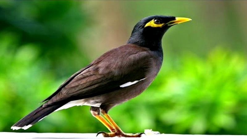 List các loài chim biết nói nghe chỉ muốn bắt ngay về nhà