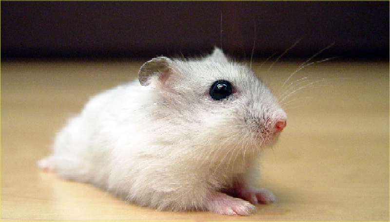 Năm Canh Tý, người trẻ tìm mua chuột hamster để giảm stress và cầu chúc may  mắn