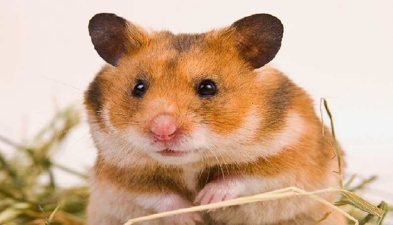 Mài răng hình củ cà rốt ( 3 cái) – Thiên đường Hamster của bạn