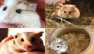 Các giống hamster phổ biến được yêu thích tại Việt Nam