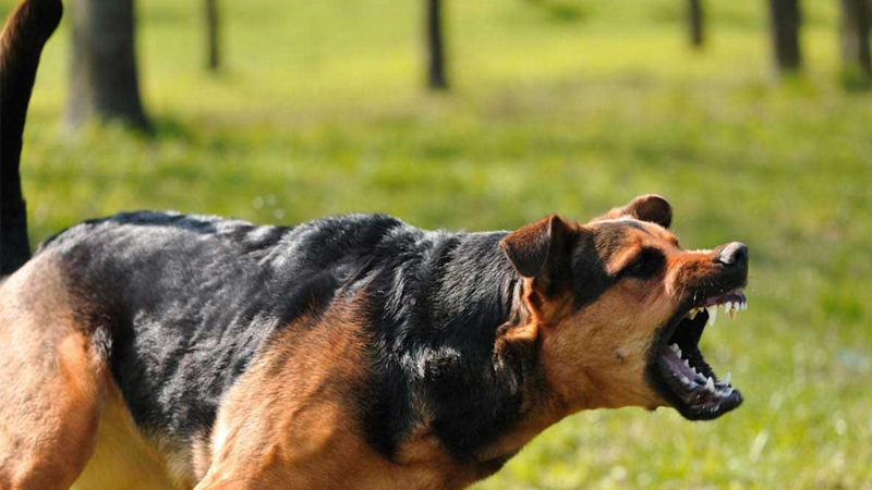Cách huấn luyện chó bảo vệ chủ