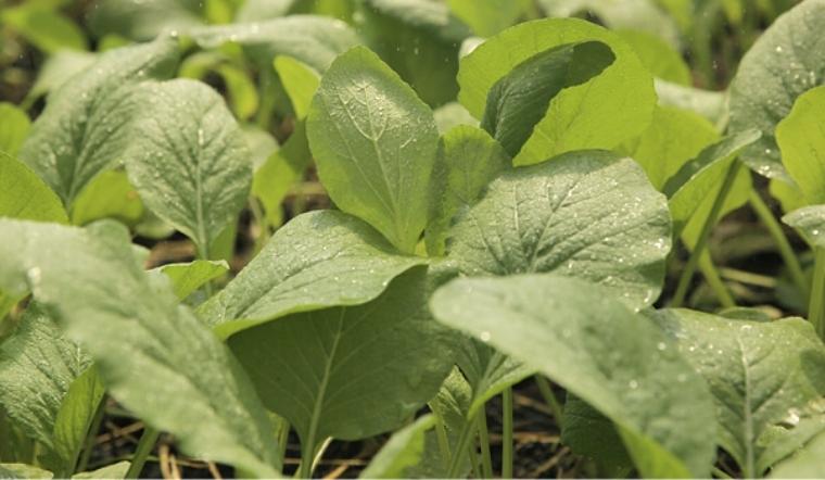 Truy xuất nguồn gốc Cải Ngọt 4KFarm túi 500g ngày 08/09/2021