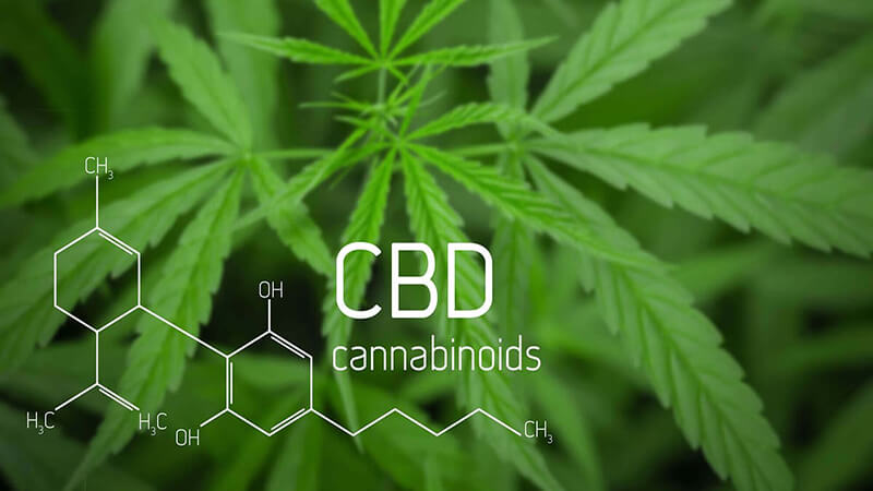 CBD là gì? Công dụng của Cannabidiol trong chăm sóc da