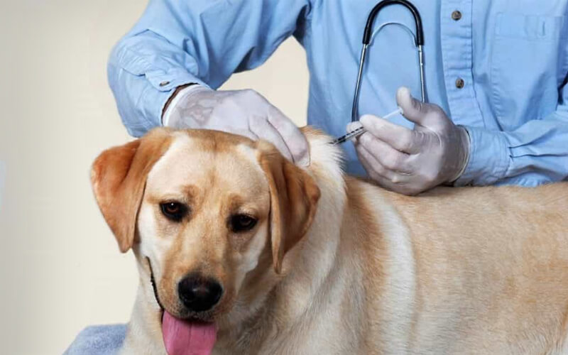 Lịch tiêm phòng cho thú cưng chuẩn được bác sỹ thú y khuyên dùng