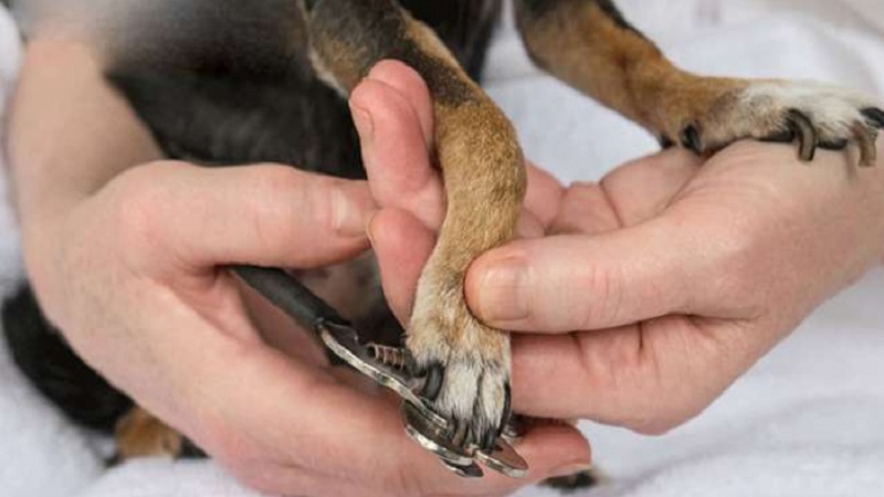 Móng của thú cưng cũng cần được cắt tỉa và làm sạch.