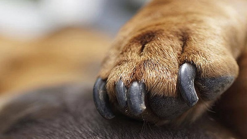 Bấm nhẹ phần mu bàn chân của chó cho móng chó lộ ra và cắt