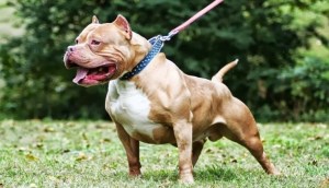 Cách huấn luyện chó Pitbull biết nghe lời dành cho người mới