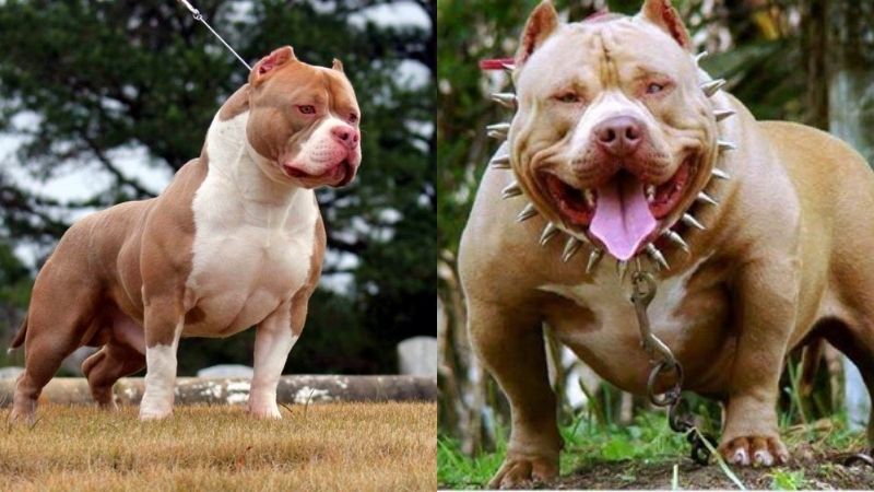 Khi nào nên bắt đầu huấn luyện Pitbull