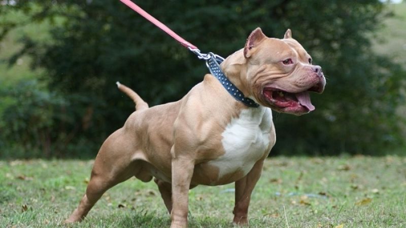 Cách huấn luyện chó Pitbull đi vệ sinh đúng chỗ