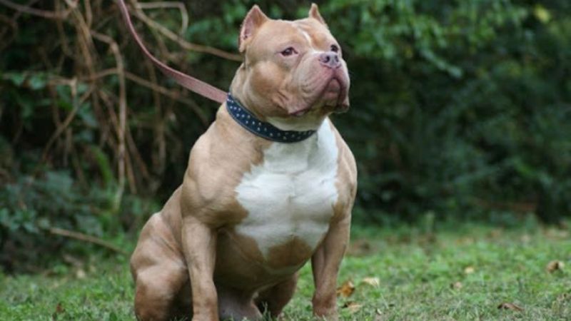 Huấn luyện chó Pitbull ngồi