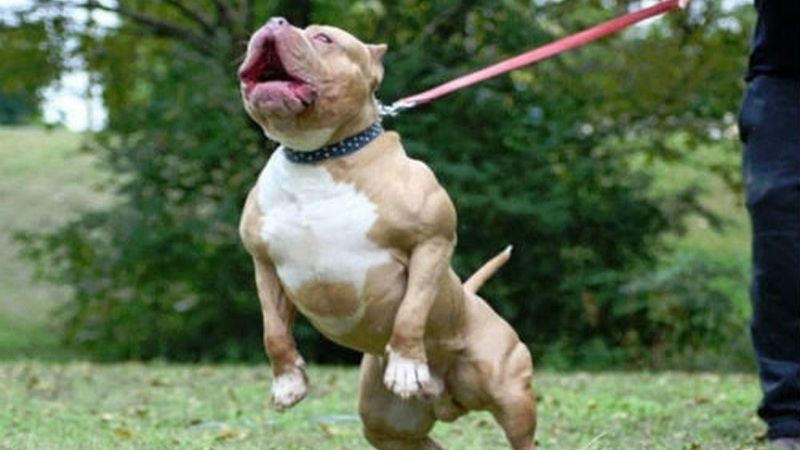 Huấn luyện chó Pitbull chạy lại