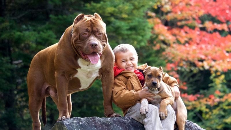 Huấn luyện chó Pitbull lệnh đứng yên