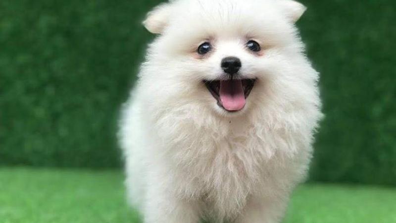 Bộ sưu tập hình ảnh chó con siêu dễ thương  Hoàng Thượng Net