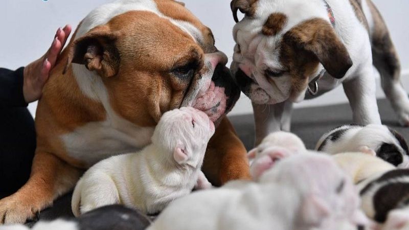 Hướng dẫn chăm sóc chó mẹ sau sinh