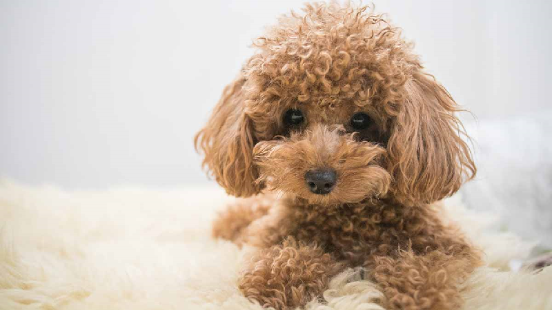 Thức ăn dành cho chó Poodle từ 2 đến 3 tháng tuổi