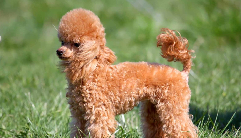 Thức ăn cho Poodle trên 6 tháng tuổi