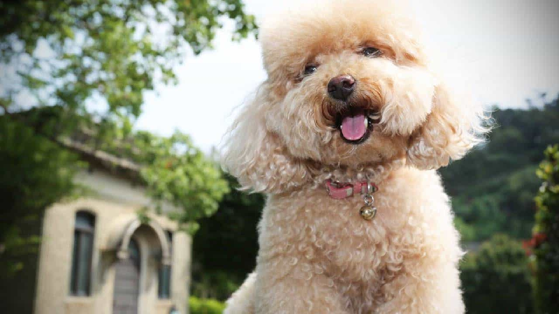 Thức ăn cho Poodle trên 6 tháng tuổi