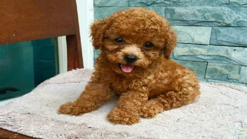 Thức ăn dành cho chó Poodle từ 2 đến 3 tháng tuổi