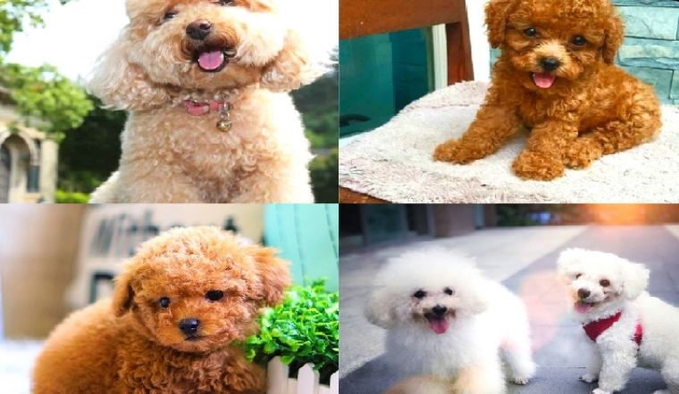 Gợi Ý Thức Ăn Cho Chó Poodle Dinh Dưỡng, Phù Hợp Từng Lứa Tuổi