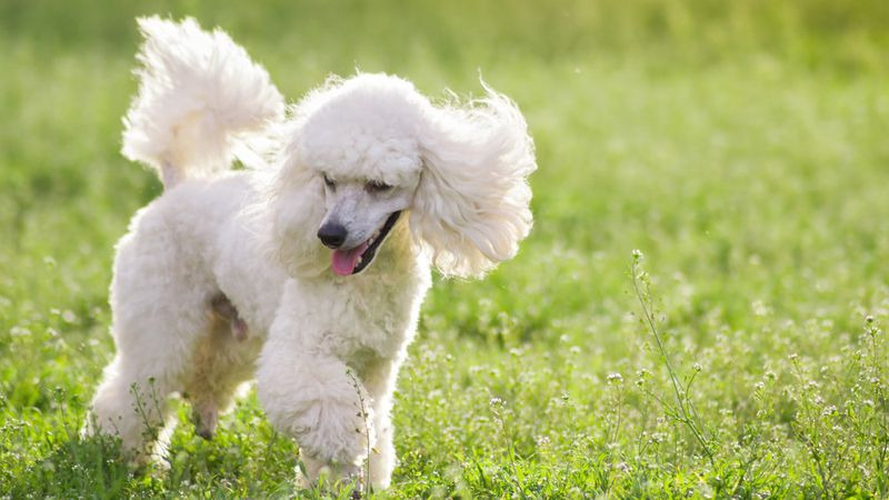 Chó Poodle một trong những giống chó được yêu thích nhất tại Việt Nam