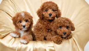 Tổng hợp 6 cách huấn luyện chó Poodle đầy đủ nhất