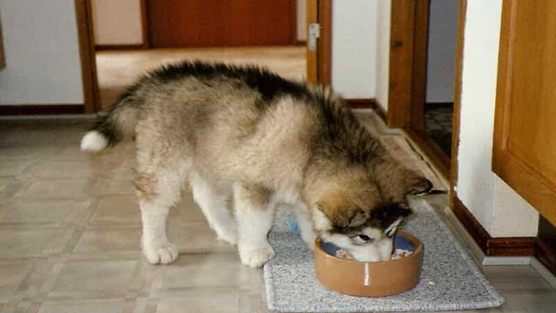 Chó Alaska ăn gì tốt? Gợi ý thức ăn cho chó Alaska theo từng độ tuổi