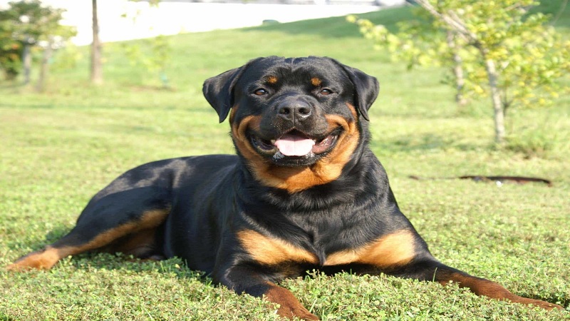 Tất Tần Tật Kinh nghiệm Nuôi Chó ROTTWEILER Khoẻ  Khôn