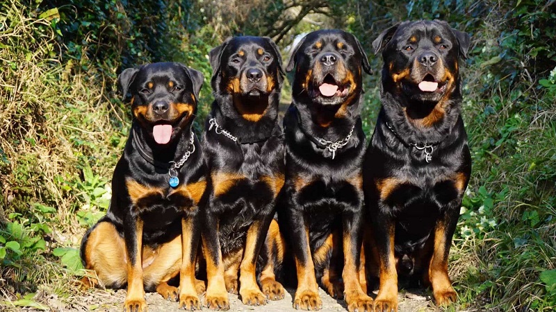 Huấn luyện chó Rottweiler đứng yên tại chỗ