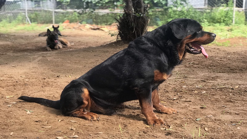 Huấn luyện chó Rottweiler ngồi, ngồi yên tại chỗ