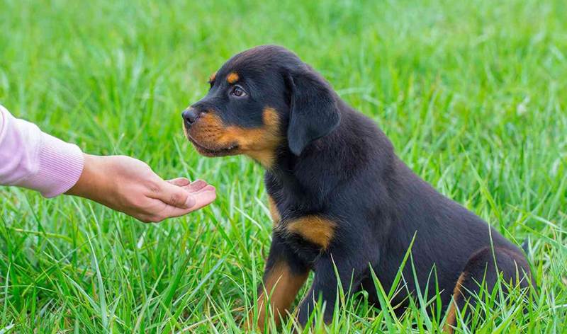 Huấn luyện chó Rottweiler bắt tay