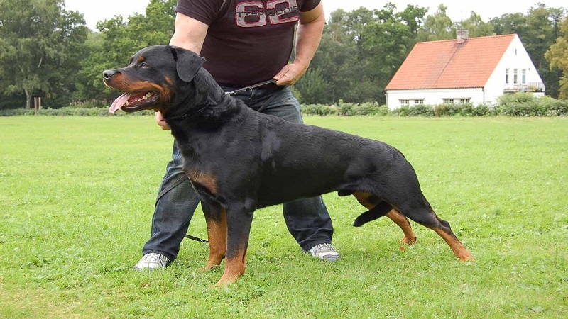 Huấn luyện chó Rottweiler bảo vệ chủ khi có lệnh