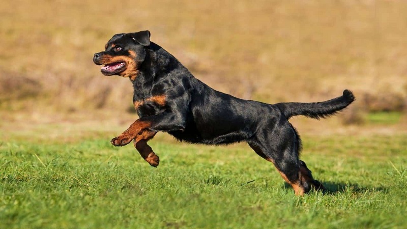 Huấn luyện chó Rottweiler tấn công khi có lệnh