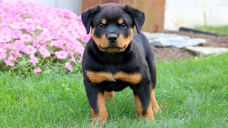 Huấn luyện chó Rottweiler dữ thành hiền