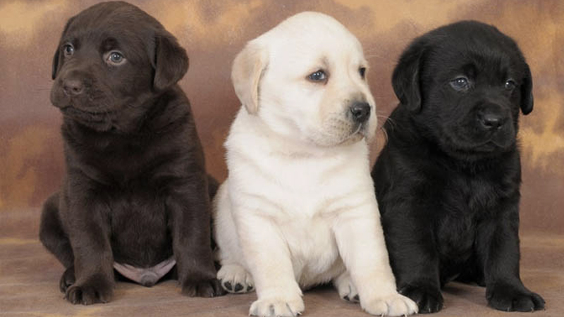 Chia sẻ tất tần tật kinh nghiệm, cách nuôi chó Labrador