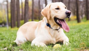 Chia sẻ tất tần tật kinh nghiệm, cách nuôi chó Labrador