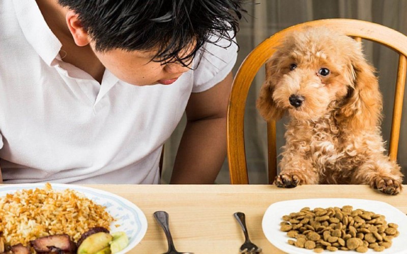 Tại sao nên chọn thức ăn đặc sản cho chó?