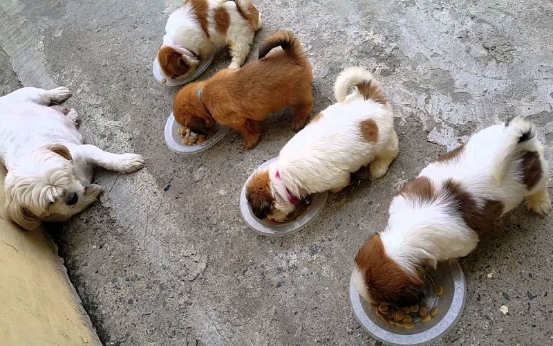Thức ăn cho chó con được sản xuất sẵn được tính toán kỹ lưỡng về hàm lượng chất dinh dưỡng