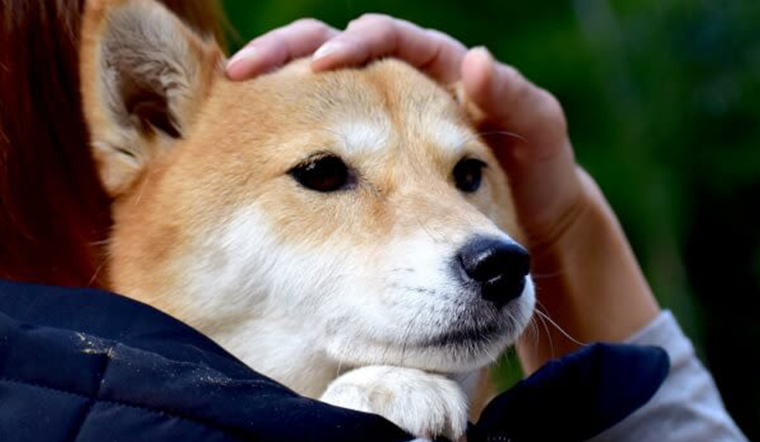 Có nhiều pet nhưng bạn đã biết hết những điều cấm kỵ khi nuôi chó này?