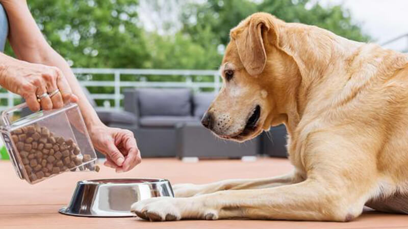 Có nhiều pet nhưng bạn đã biết hết những điều cấm kỵ khi nuôi chó này?