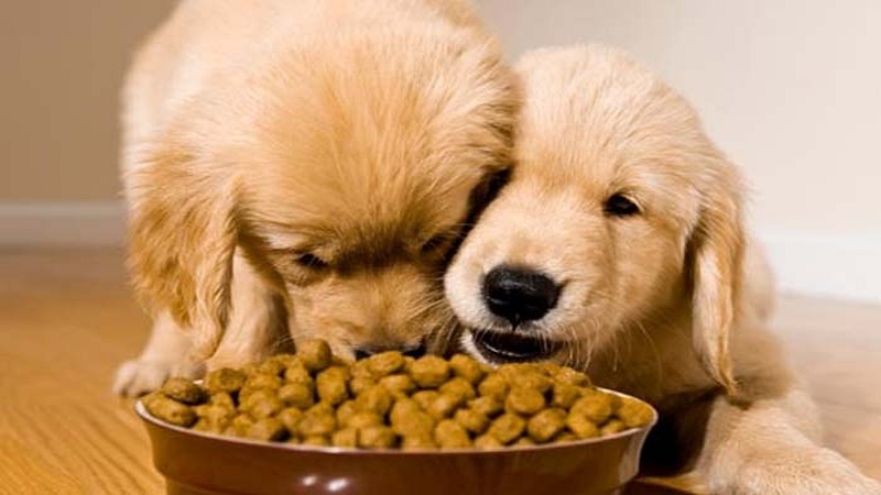 Cung cấp đủ vitamin và khoáng chất cho chó